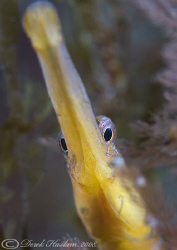 Snake pipefish. Trefor pier. D200, 60mm. Wet diopter. by Derek Haslam 